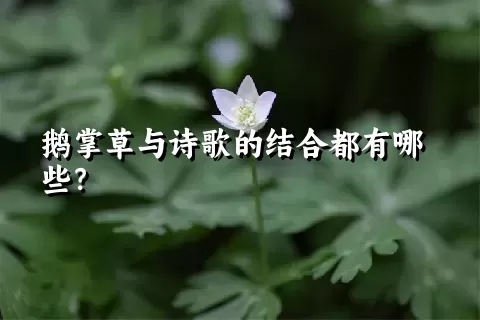 鹅掌草与诗歌的结合都有哪些？