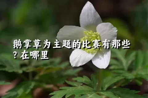 鹅掌草为主题的比赛有那些？在哪里