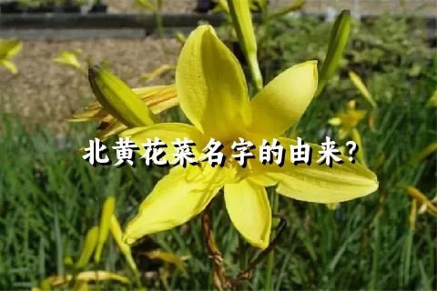 北黄花菜名字的由来？