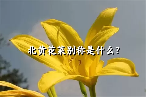 北黄花菜别称是什么？