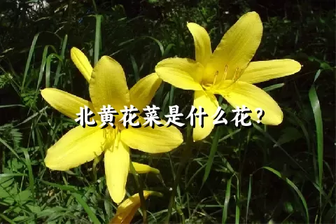 北黄花菜是什么花？