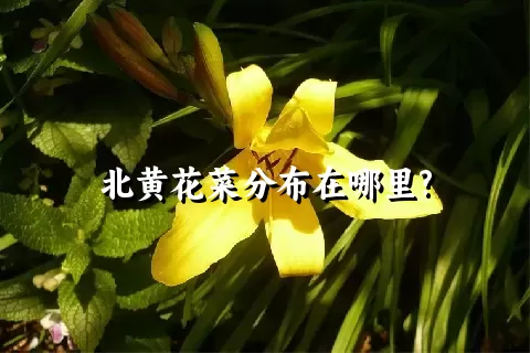 北黄花菜分布在哪里?