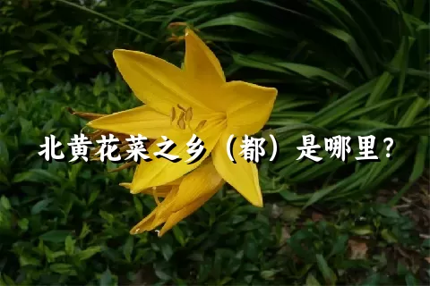 北黄花菜之乡（都）是哪里？