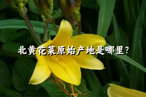 北黄花菜原始产地是哪里？