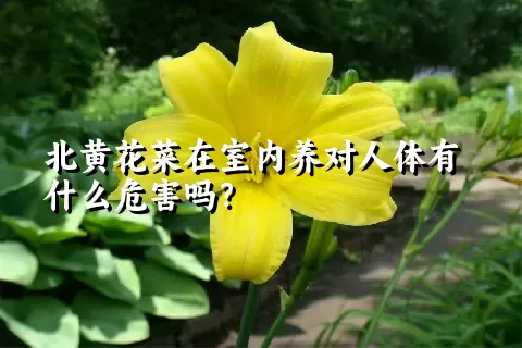 北黄花菜在室内养对人体有什么危害吗？