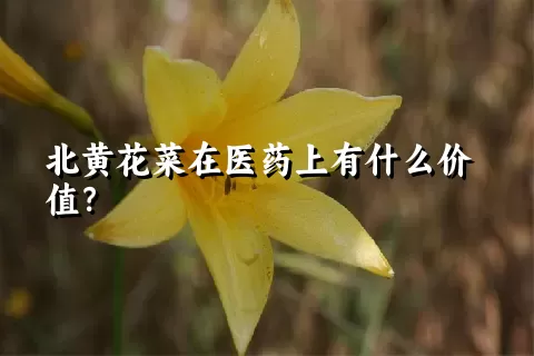 北黄花菜在医药上有什么价值？