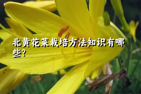 北黄花菜栽培方法知识有哪些？