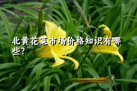 北黄花菜市场价格知识有哪些？