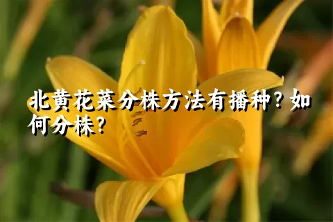 北黄花菜分株方法有播种？如何分株？