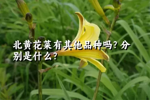 北黄花菜有其他品种吗？分别是什么？