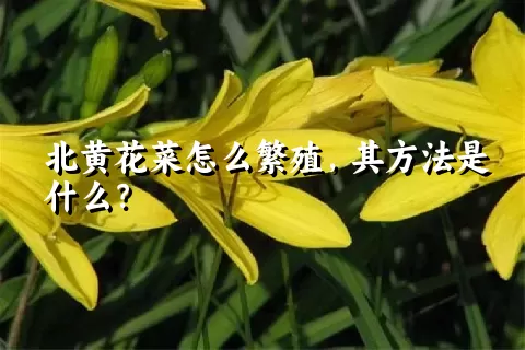 北黄花菜怎么繁殖，其方法是什么？