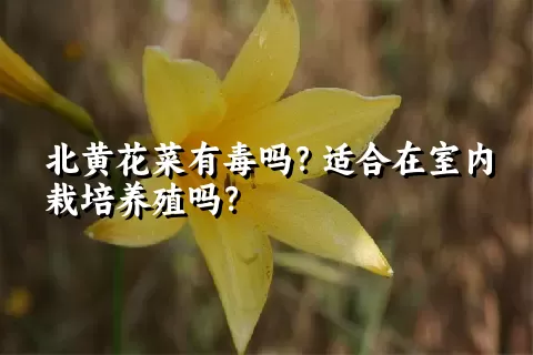 北黄花菜有毒吗？适合在室内栽培养殖吗？