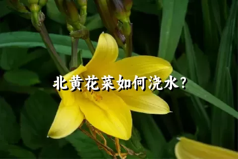 北黄花菜如何浇水？