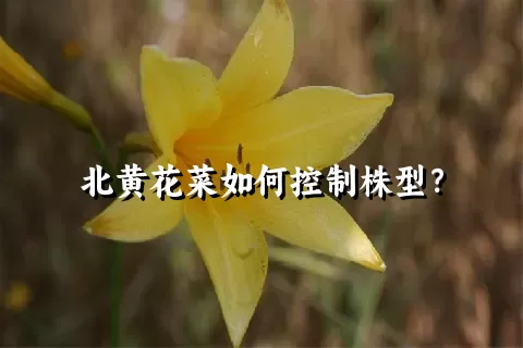 北黄花菜如何控制株型？