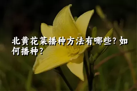 北黄花菜播种方法有哪些？如何播种？