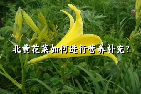 北黄花菜如何进行营养补充？