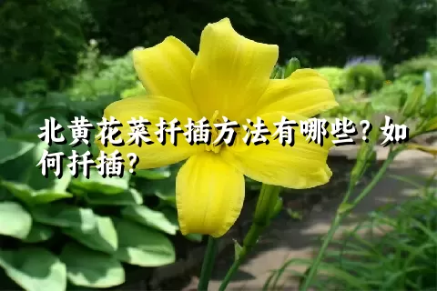 北黄花菜扦插方法有哪些？如何扦插？