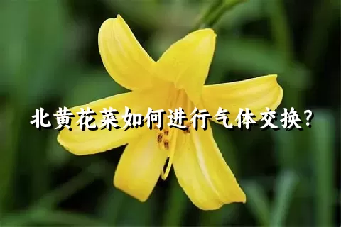 北黄花菜如何进行气体交换？