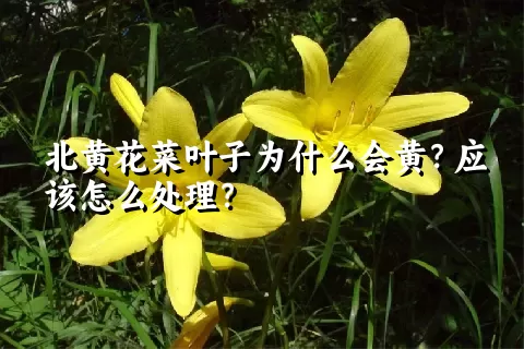 北黄花菜叶子为什么会黄？应该怎么处理？