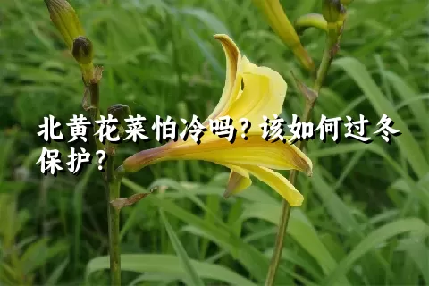 北黄花菜怕冷吗？该如何过冬保护？