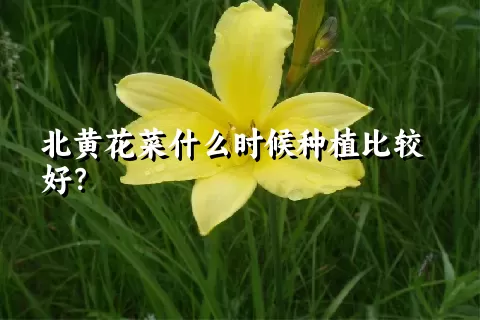 北黄花菜什么时候种植比较好？