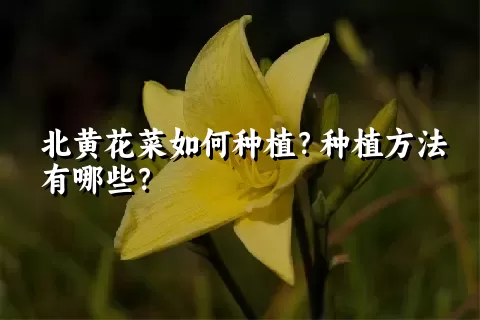 北黄花菜如何种植？种植方法有哪些？