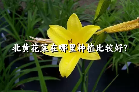 北黄花菜在哪里种植比较好？