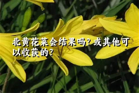 北黄花菜会结果吗？或其他可以收获的？