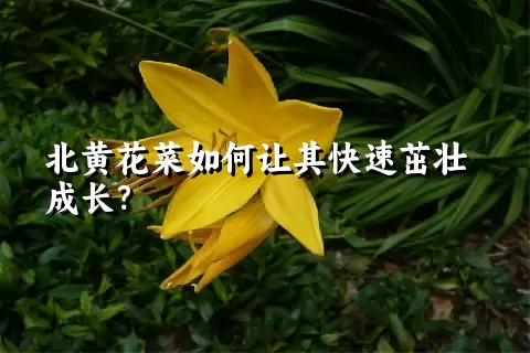 北黄花菜如何让其快速茁壮成长？