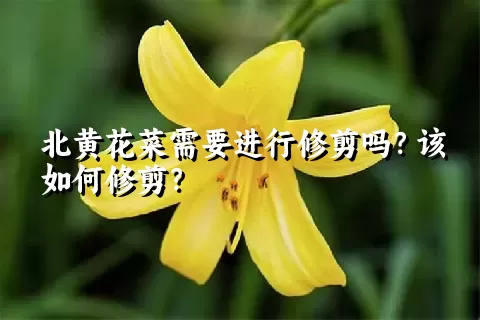 北黄花菜需要进行修剪吗？该如何修剪？