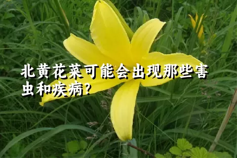 北黄花菜可能会出现那些害虫和疾病？