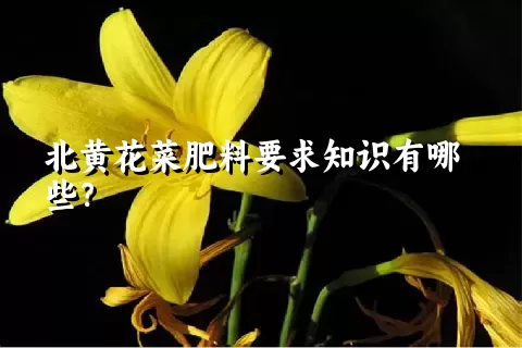 北黄花菜肥料要求知识有哪些？