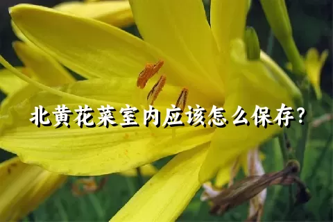 北黄花菜室内应该怎么保存？