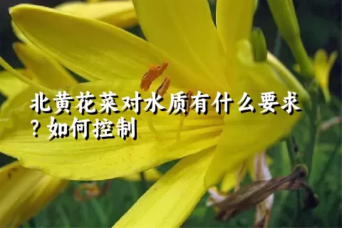 北黄花菜对水质有什么要求？如何控制