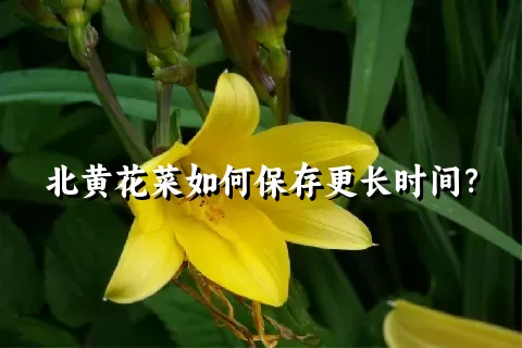 北黄花菜如何保存更长时间？