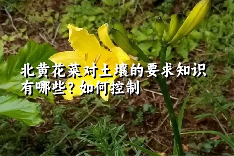 北黄花菜对土壤的要求知识有哪些？如何控制