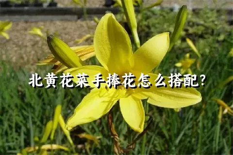 北黄花菜手捧花怎么搭配？