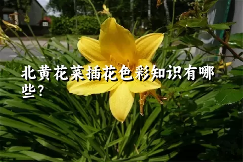 北黄花菜插花色彩知识有哪些？