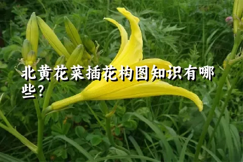 北黄花菜插花构图知识有哪些？