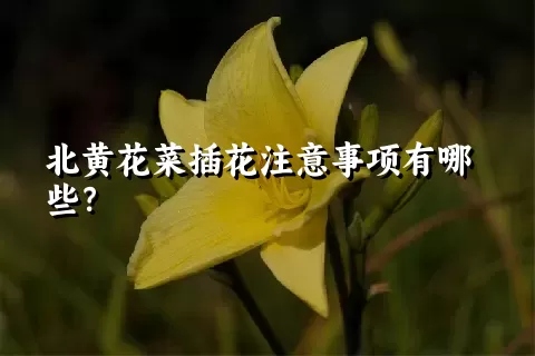 北黄花菜插花注意事项有哪些？