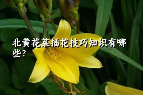 北黄花菜插花技巧知识有哪些？