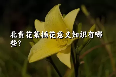 北黄花菜插花意义知识有哪些？