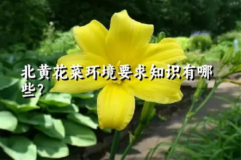 北黄花菜环境要求知识有哪些？