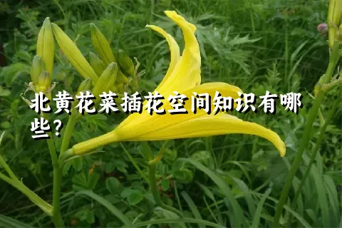 北黄花菜插花空间知识有哪些？