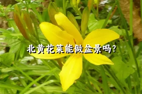 北黄花菜能做盆景吗？