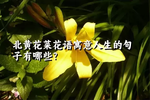 北黄花菜花语寓意人生的句子有哪些？