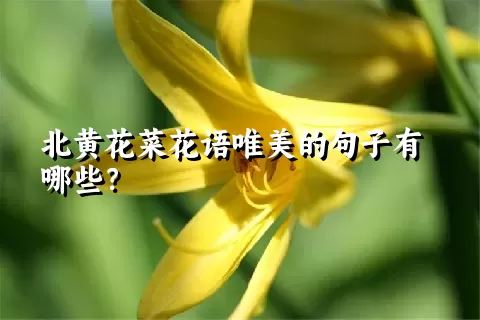 北黄花菜花语唯美的句子有哪些？