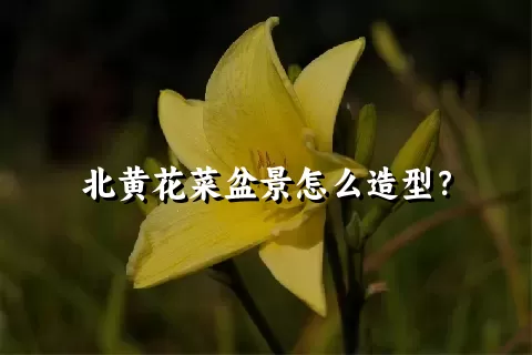 北黄花菜盆景怎么造型？