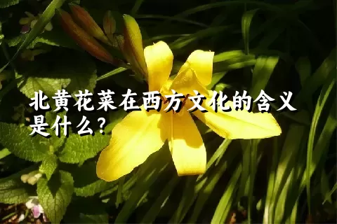 北黄花菜在西方文化的含义是什么？