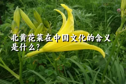 北黄花菜在中国文化的含义是什么？